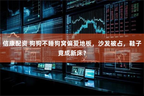 信康配资 狗狗不睡狗窝偏爱地板，沙发被占，鞋子竟成新床？