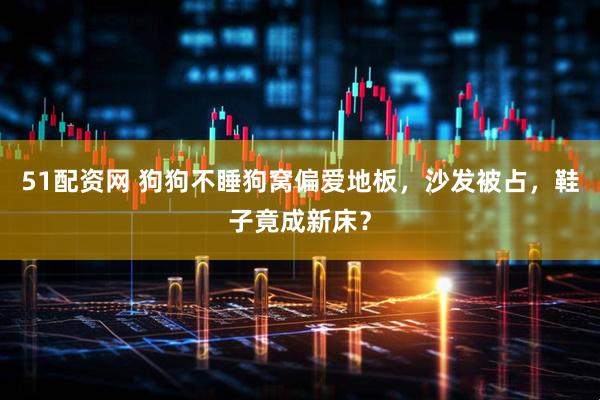 51配资网 狗狗不睡狗窝偏爱地板，沙发被占，鞋子竟成新床？