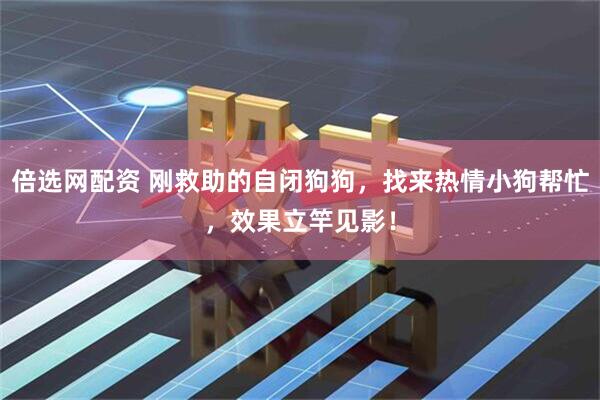 倍选网配资 刚救助的自闭狗狗，找来热情小狗帮忙，效果立竿见影！