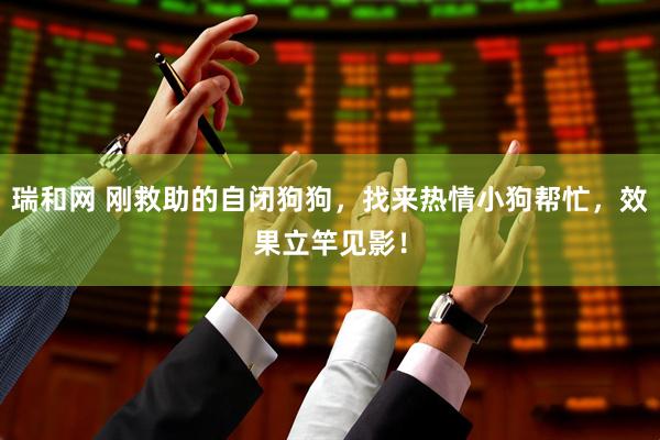瑞和网 刚救助的自闭狗狗，找来热情小狗帮忙，效果立竿见影！
